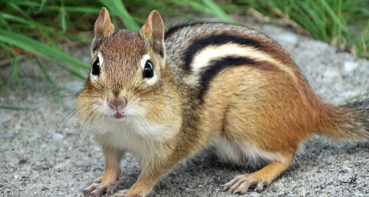 松鼠有哪些种类?