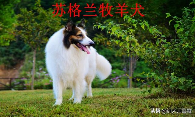 牧羊犬