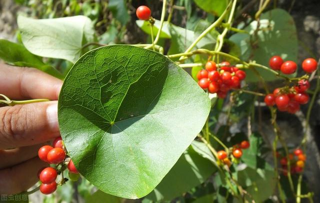 千金藤素来源这种植物,在农村很多人见过,只是叫不上来名字