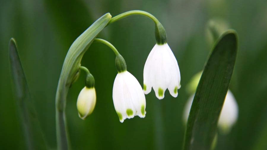 冰天雪地里开出的希望之花——雪滴花