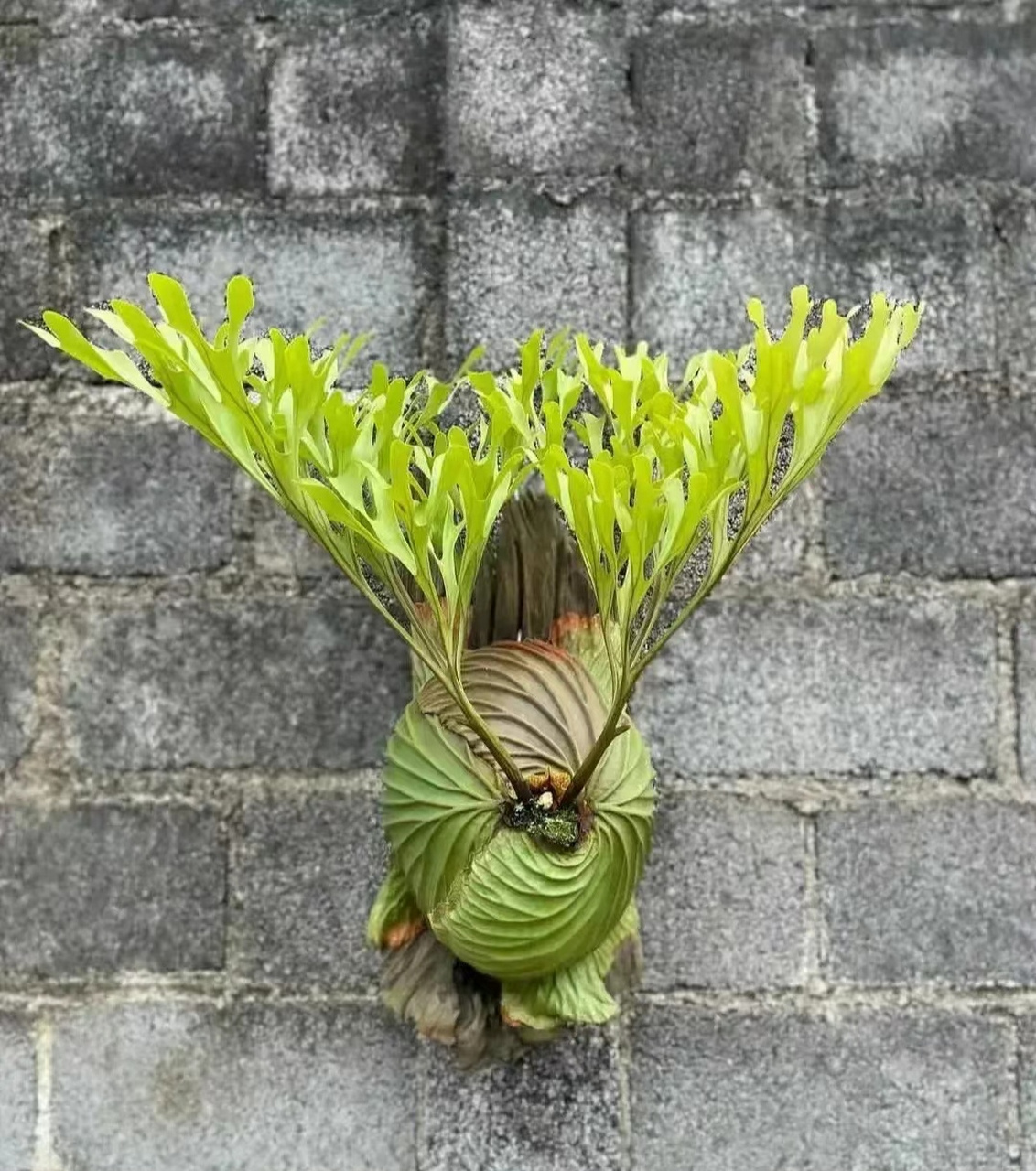 如果不是p图,这长得就太绝了