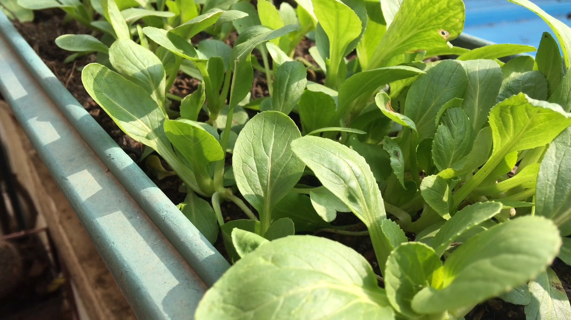 在阳台上种小白菜,用一个方法不需要重复买种子,可种多次