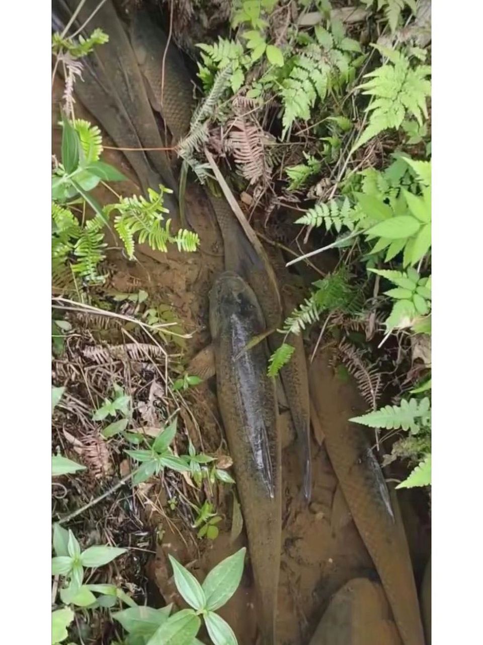 一场大雨过后,山沟沟里好多鱼,哈哈哈!