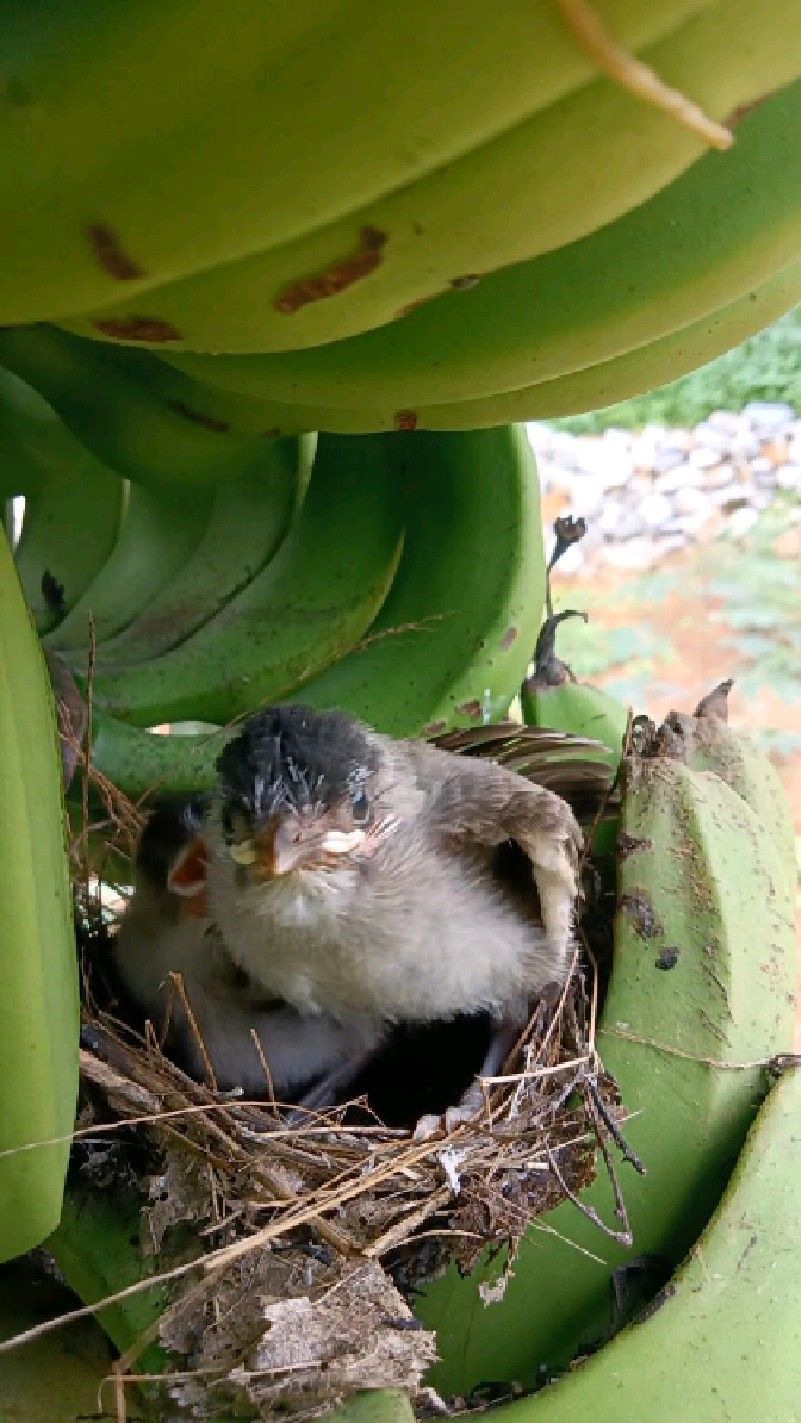 两个小黑头公宝宝要出窝了