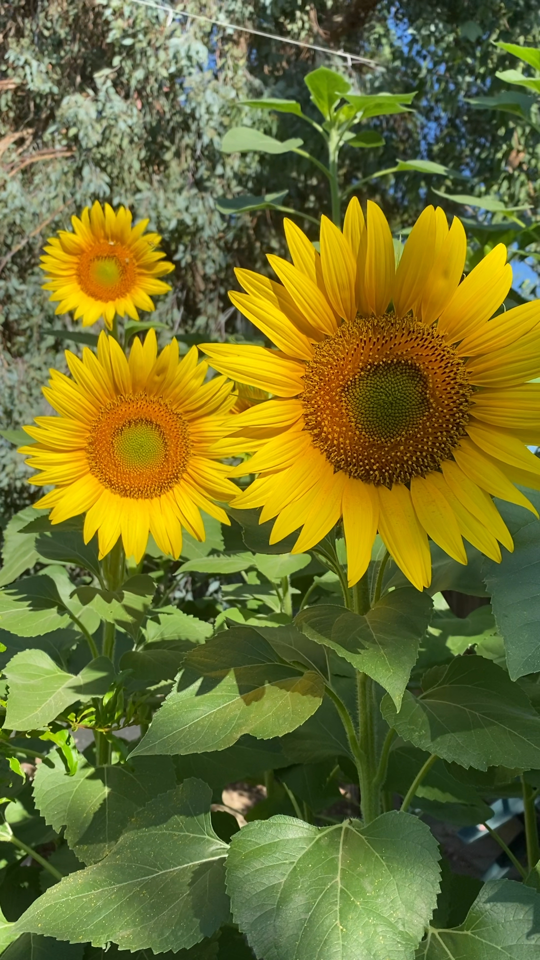 夏日一个平常的早晨看见向日葵好似感到少女的微笑还有一段回忆