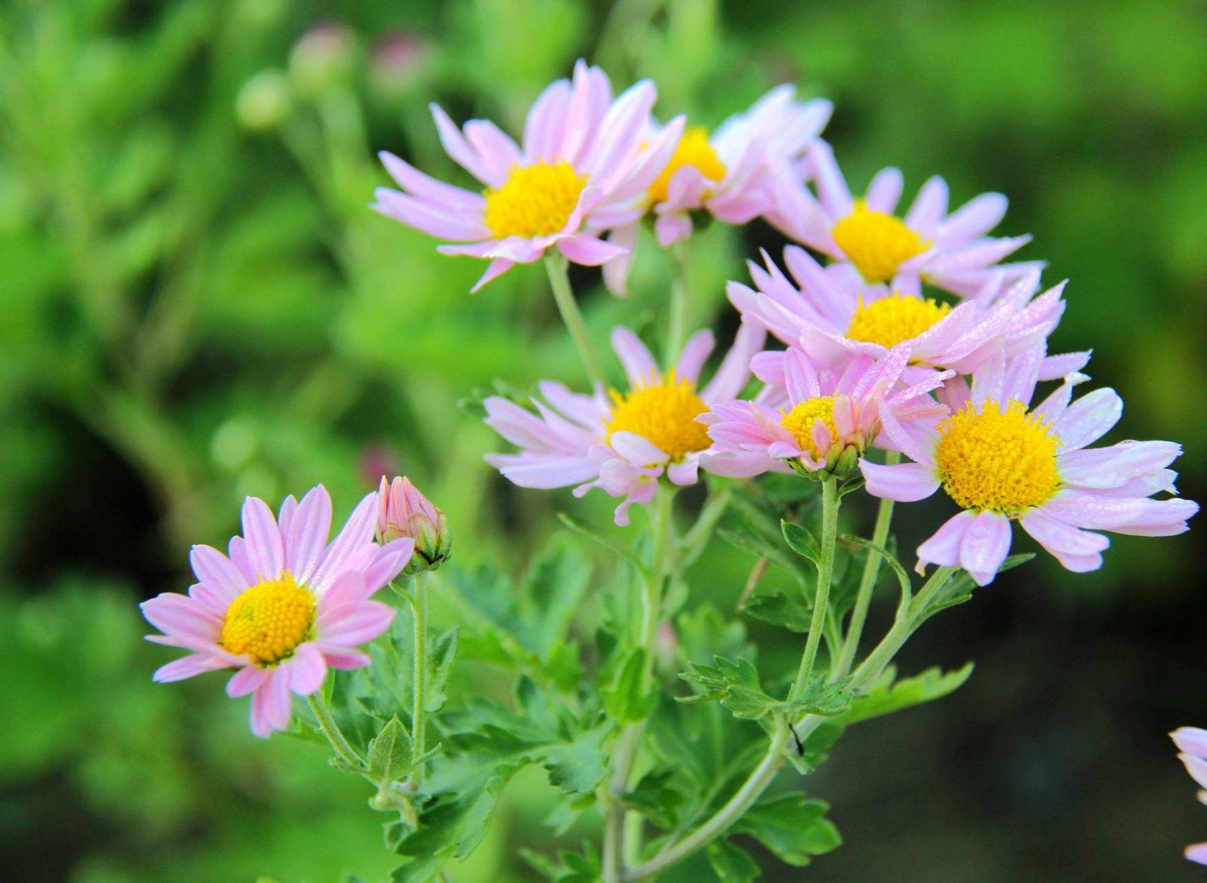 美花分享:夏天的菊花,开的好美 太阳当空照,花儿对我笑.