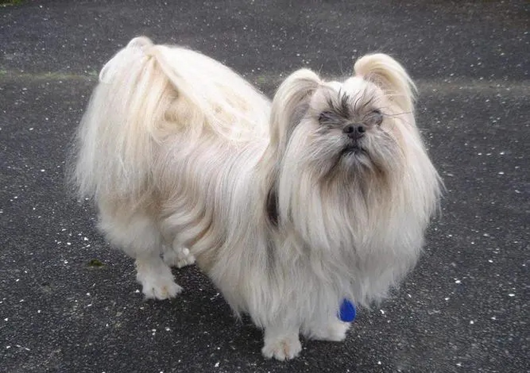 拉萨犬,毛发长是其主要特点