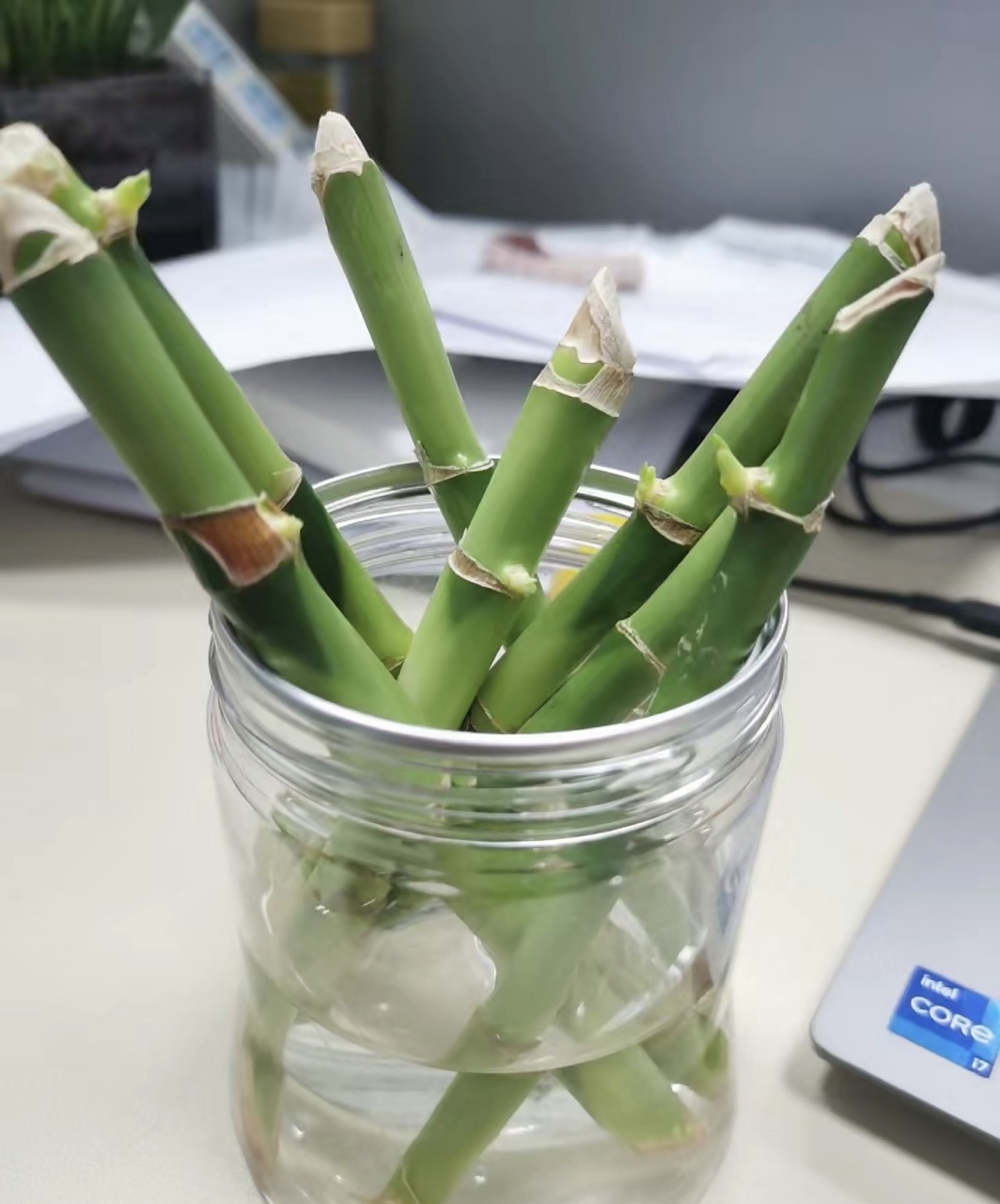 富贵竹截枝也能水培,修剪下来的富贵竹你都丢了吗?