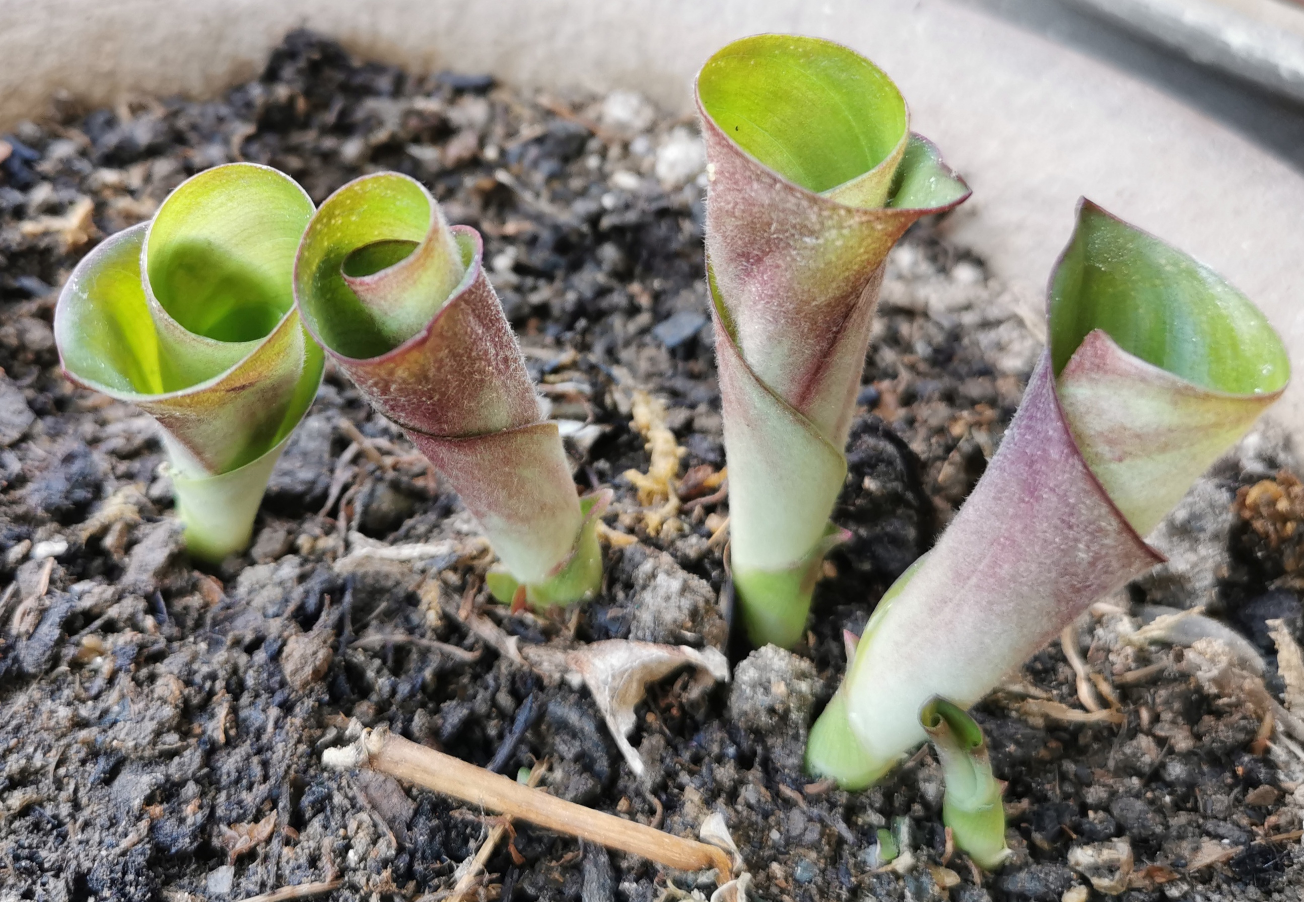 花盆怎样种沙姜图片