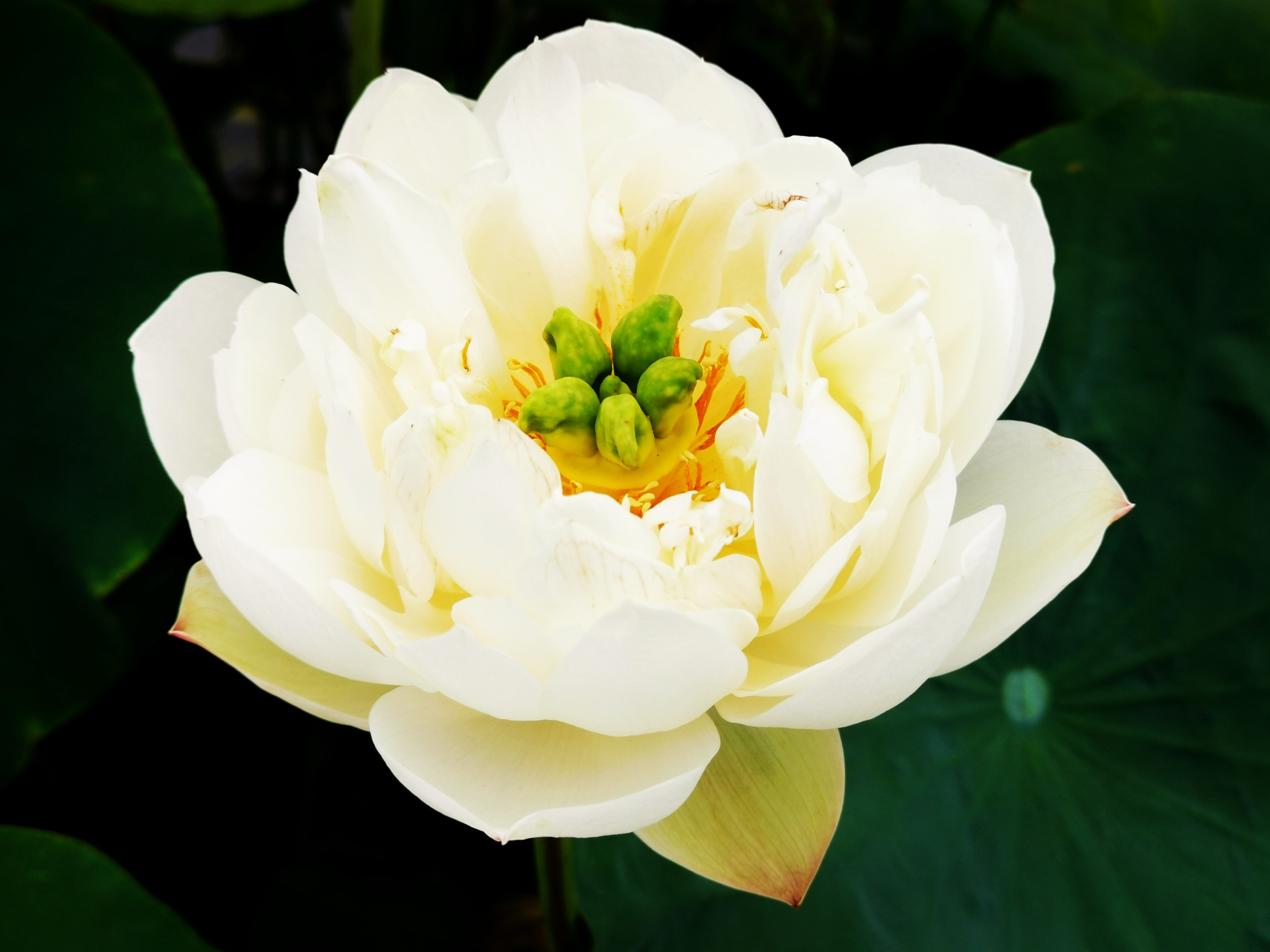 九月动态激励计划# 荷花——栀子碗莲 小花群,复瓣类,白碗莲组荷花.