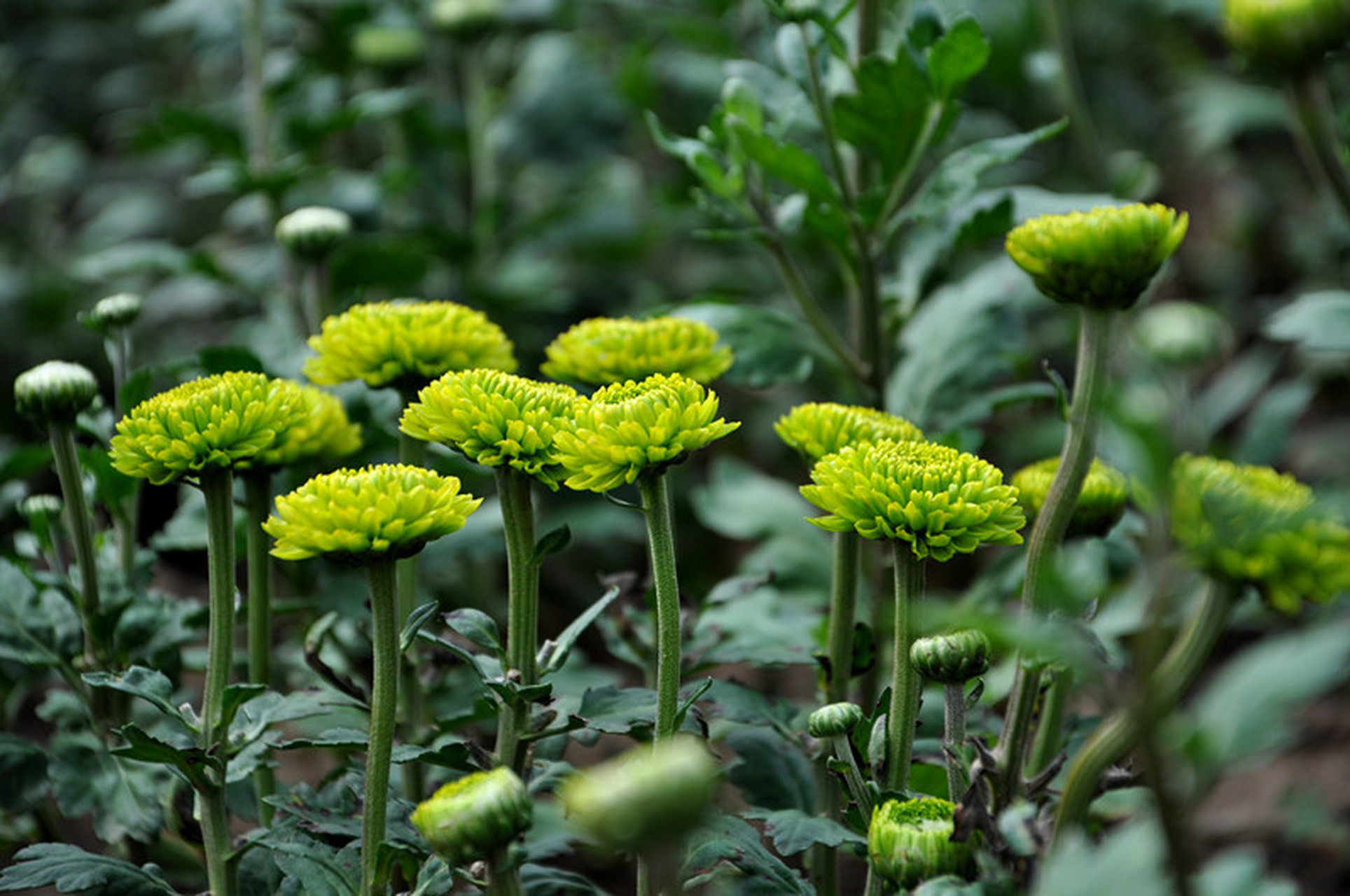 秋天风景# 感受一下秋菊的美