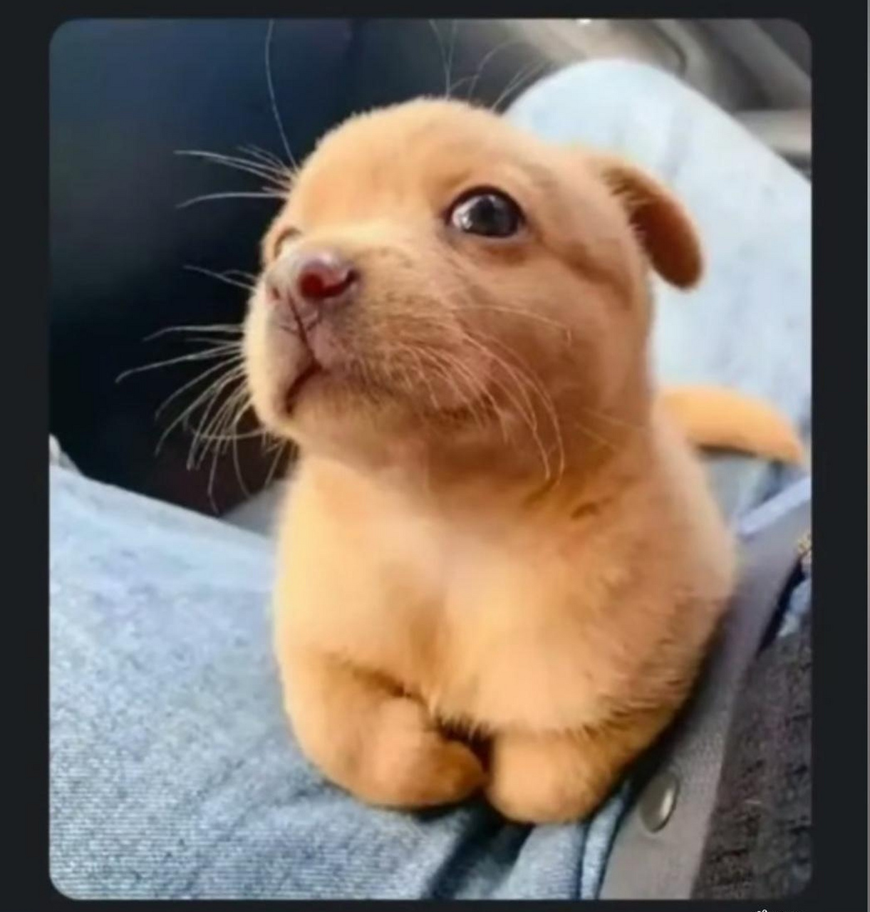 小奶狗求名字,不能带黄但要体现出黄