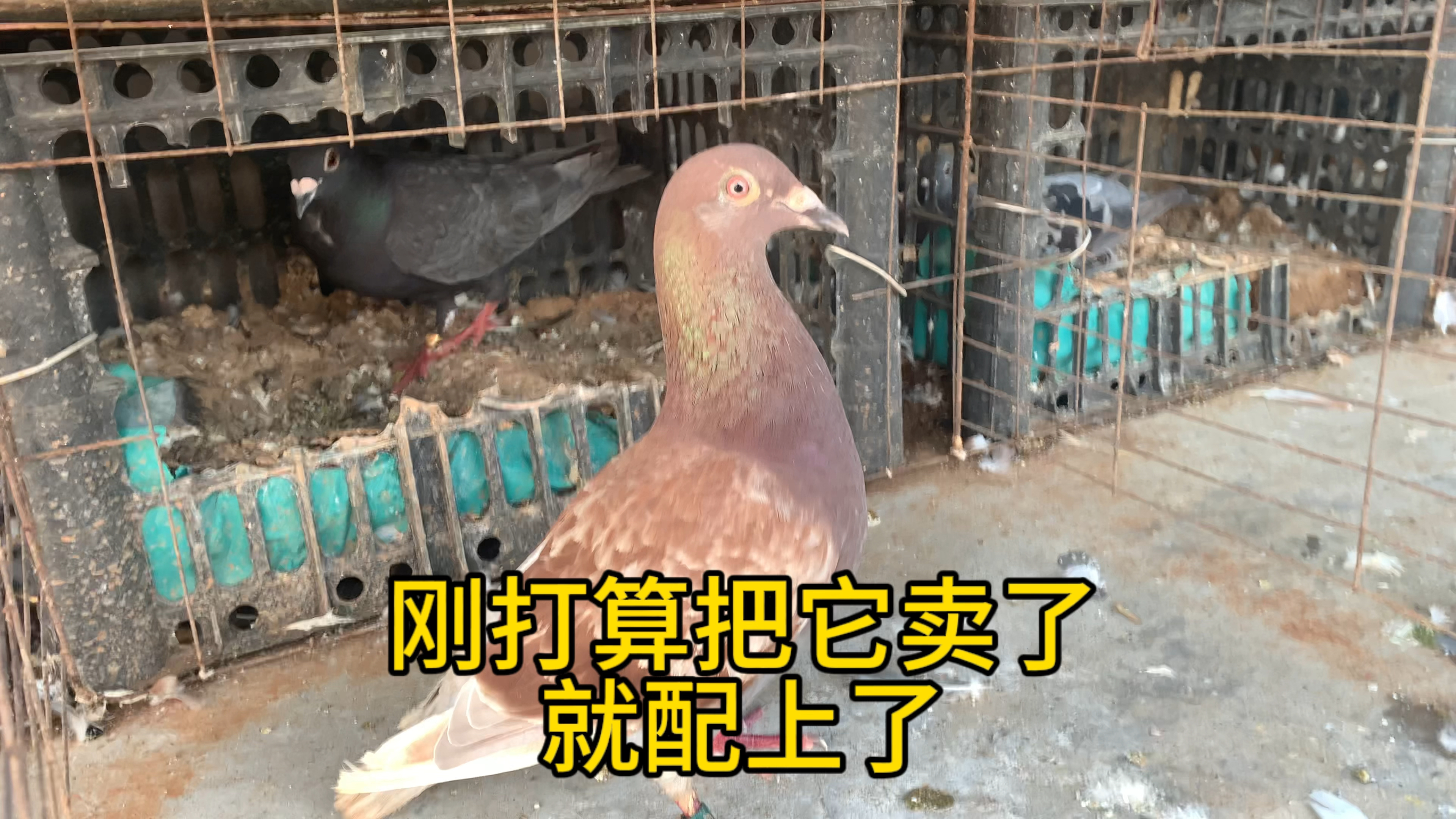红雨点鸽子配蓝鱼鳞终于配上对了