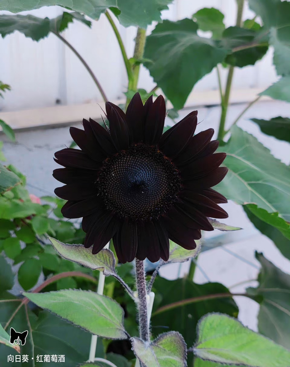 花瓣和棕褐色的花盘,看到花友投稿的这个向日葵中的"黑巴克"不禁感叹