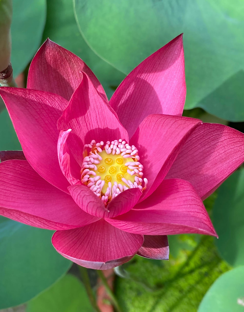 它的花蕊是粉红色的火红荷花,年年荷花开 岁岁人不同 夏来我也来 共度