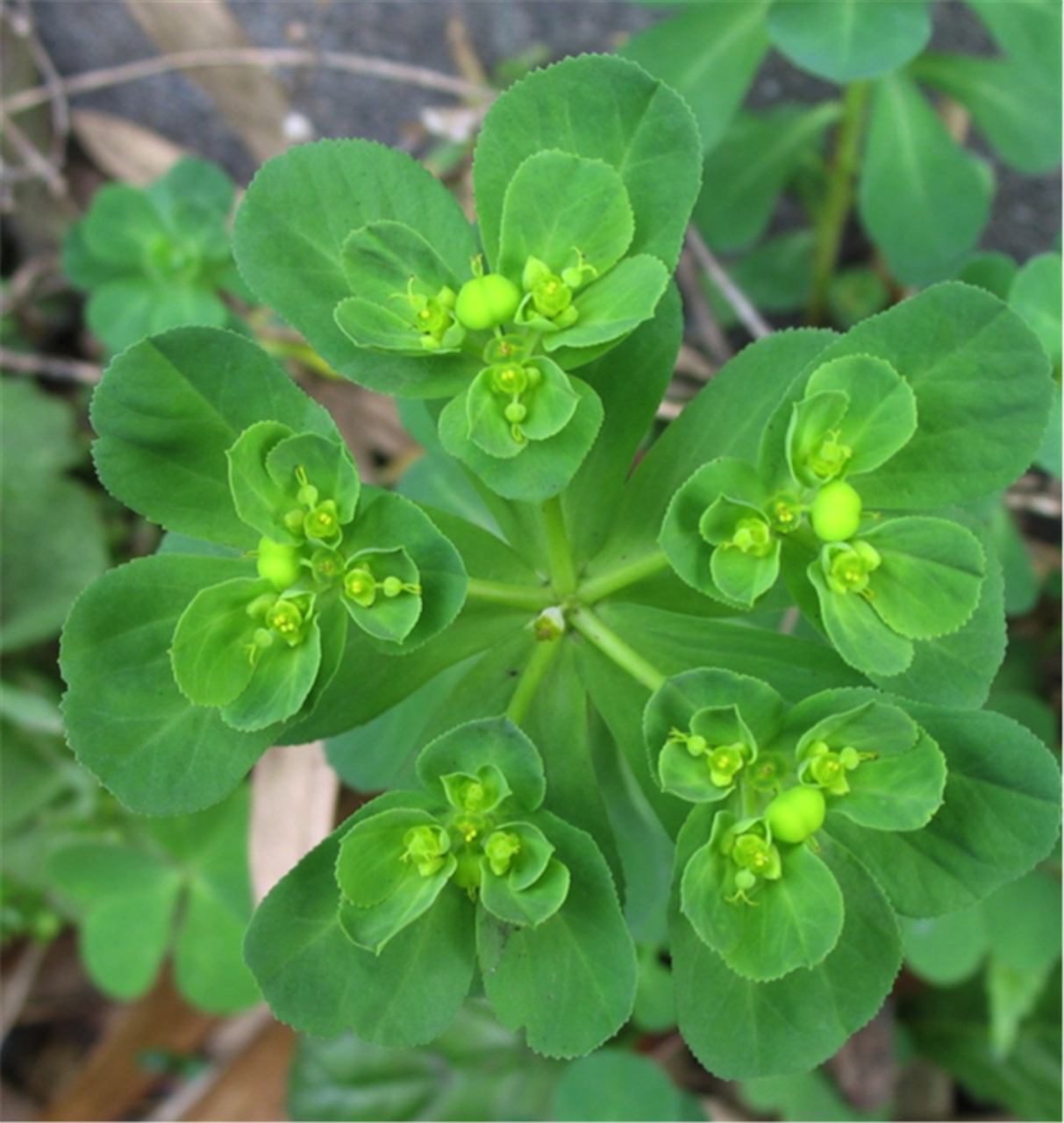别名猫眼草的泽漆原来这么好看(泽漆,中药名)