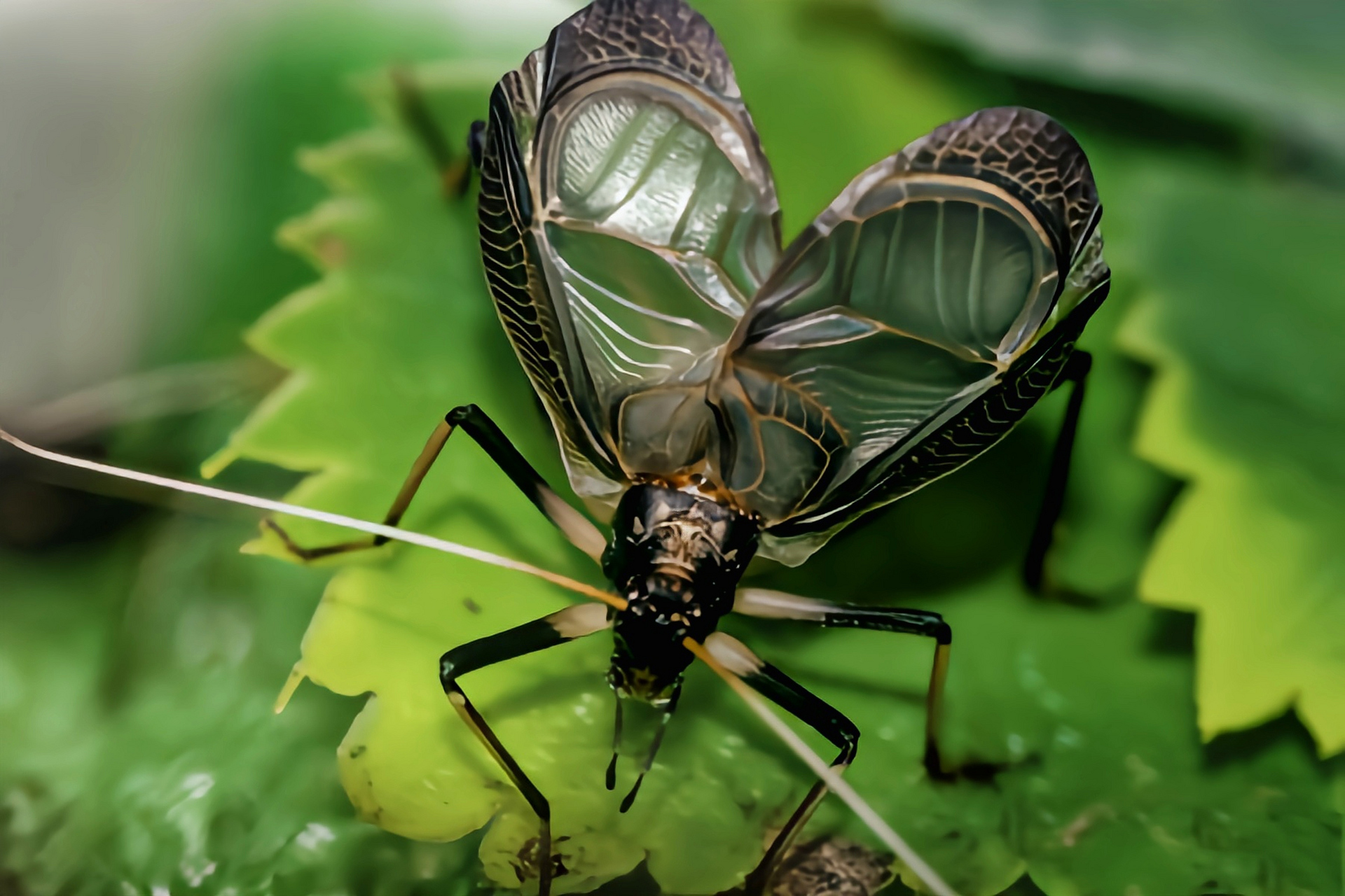 每天认识一种昆虫——日本钟蟋 日本钟蟋别名马蛉,分布于我国山东