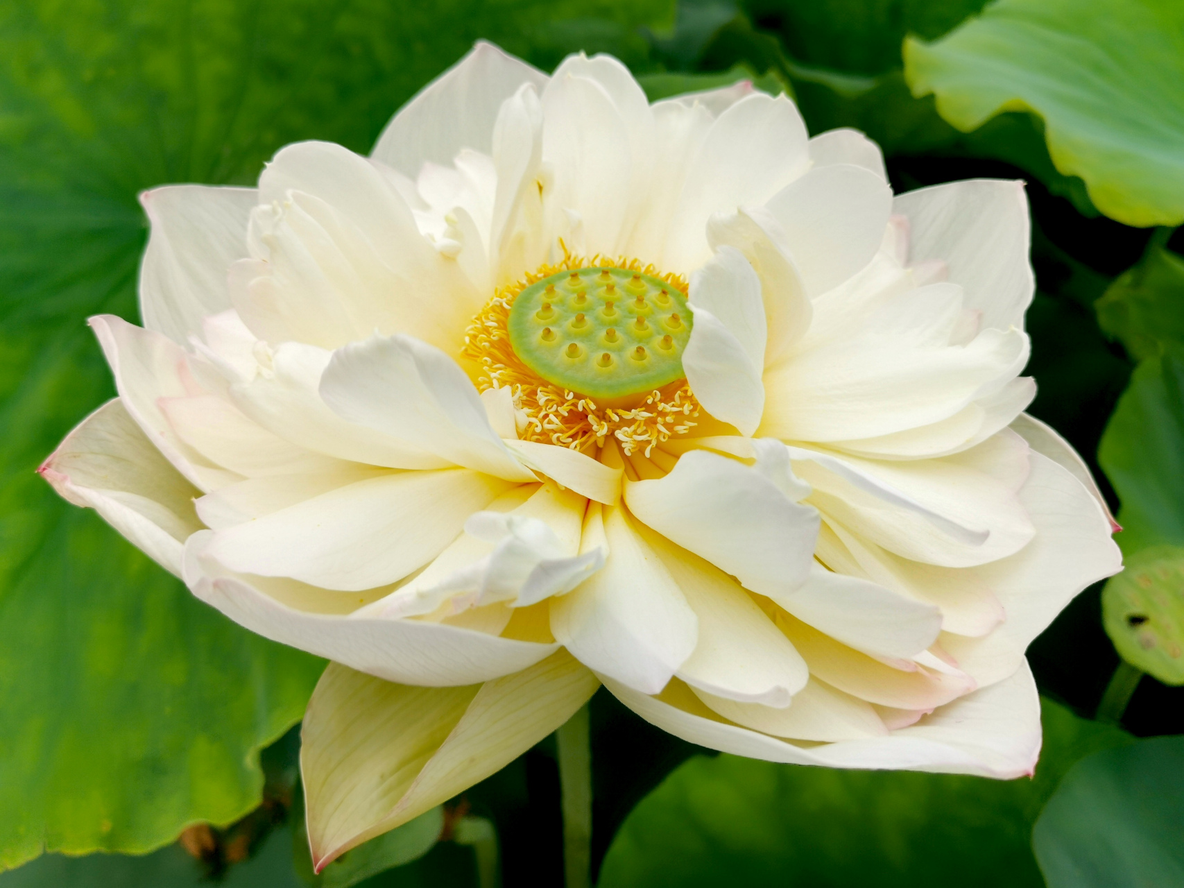 九月动态激励计划# 微雨 小花型,重瓣类,碗莲荷花,花型规整.