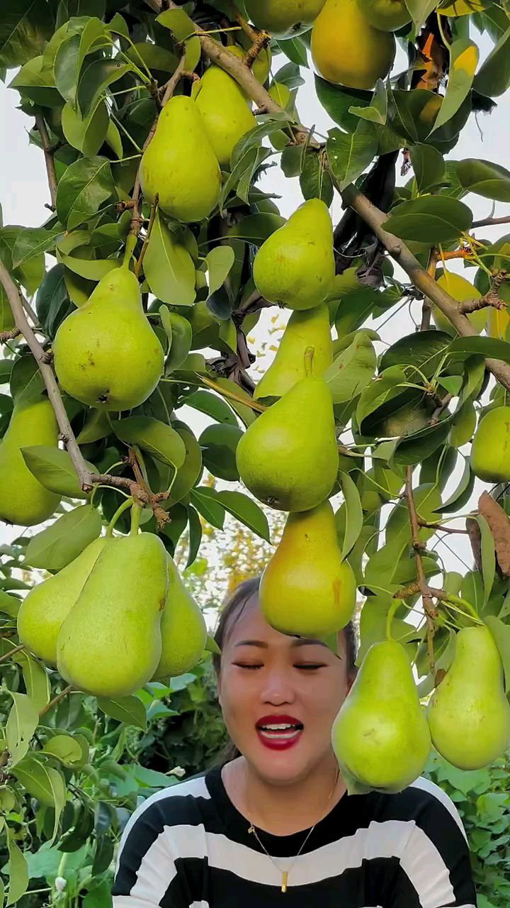 这就是北方的葫芦梨喜欢种植吗-度小视