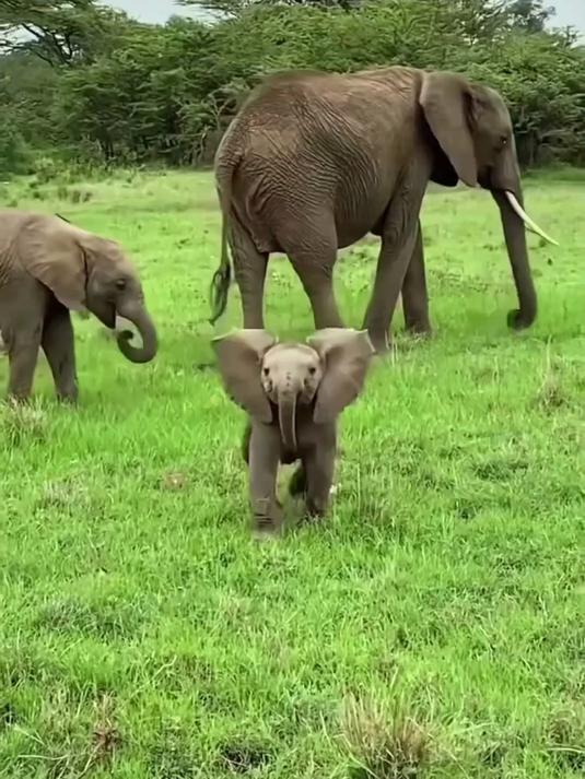 刚出生的象宝宝有多可爱,吃个饭还把自己的长鼻子甩的乱七八糟