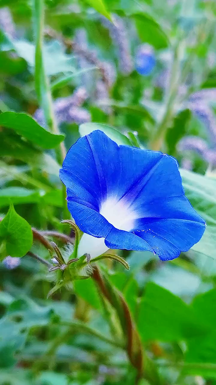 迎风摇曳的牵牛花