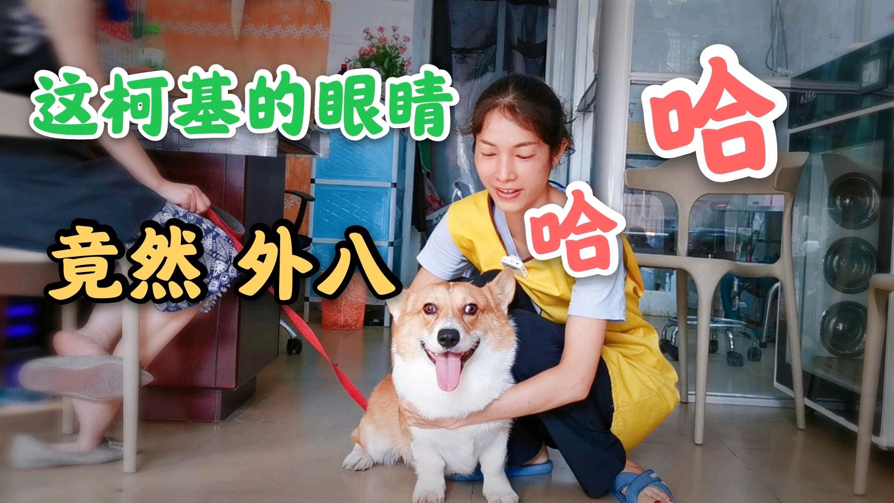 人家有斗鸡眼他有外八眼帮这柯基洗澡顺便聊聊上期视频大家的疑惑