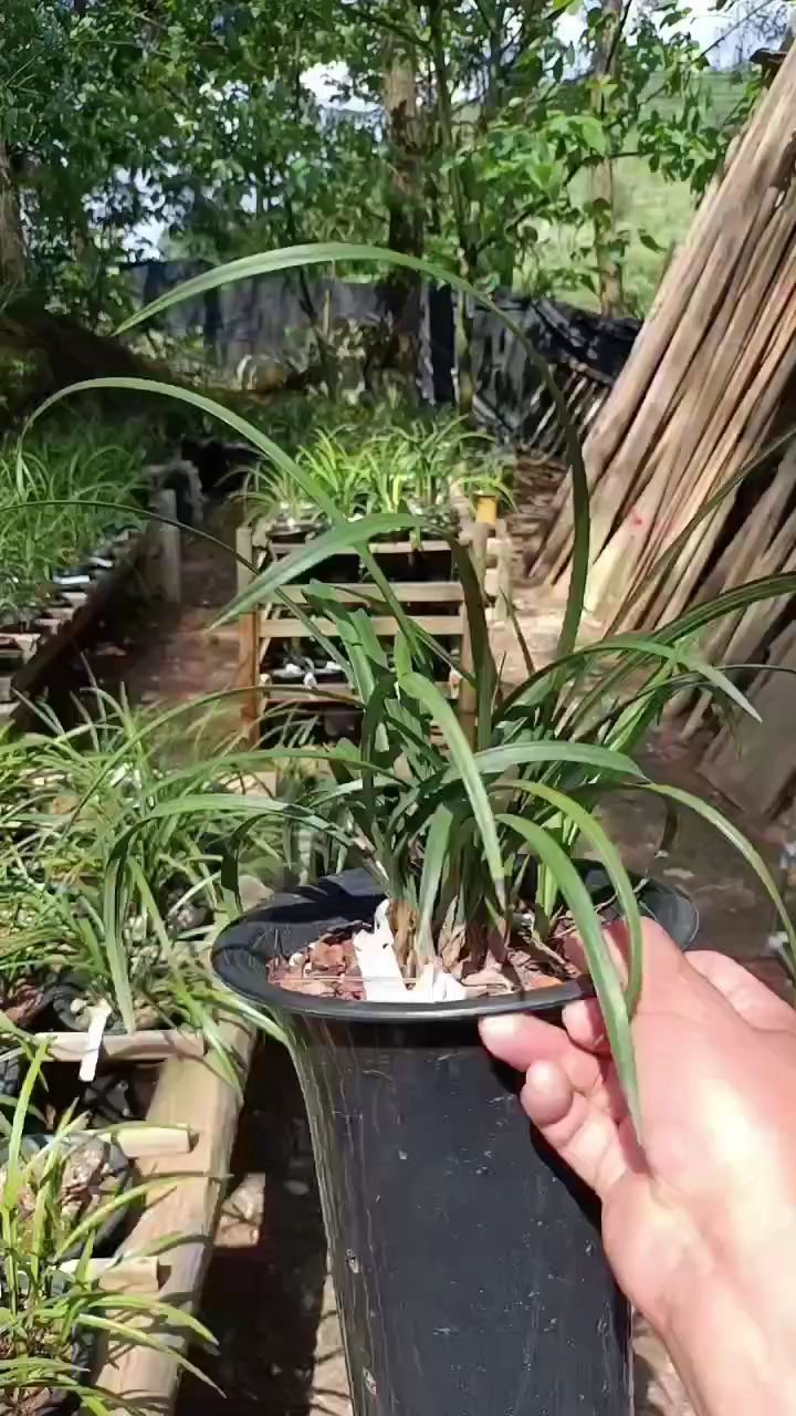 春兰鹤裳素,荷型素花!