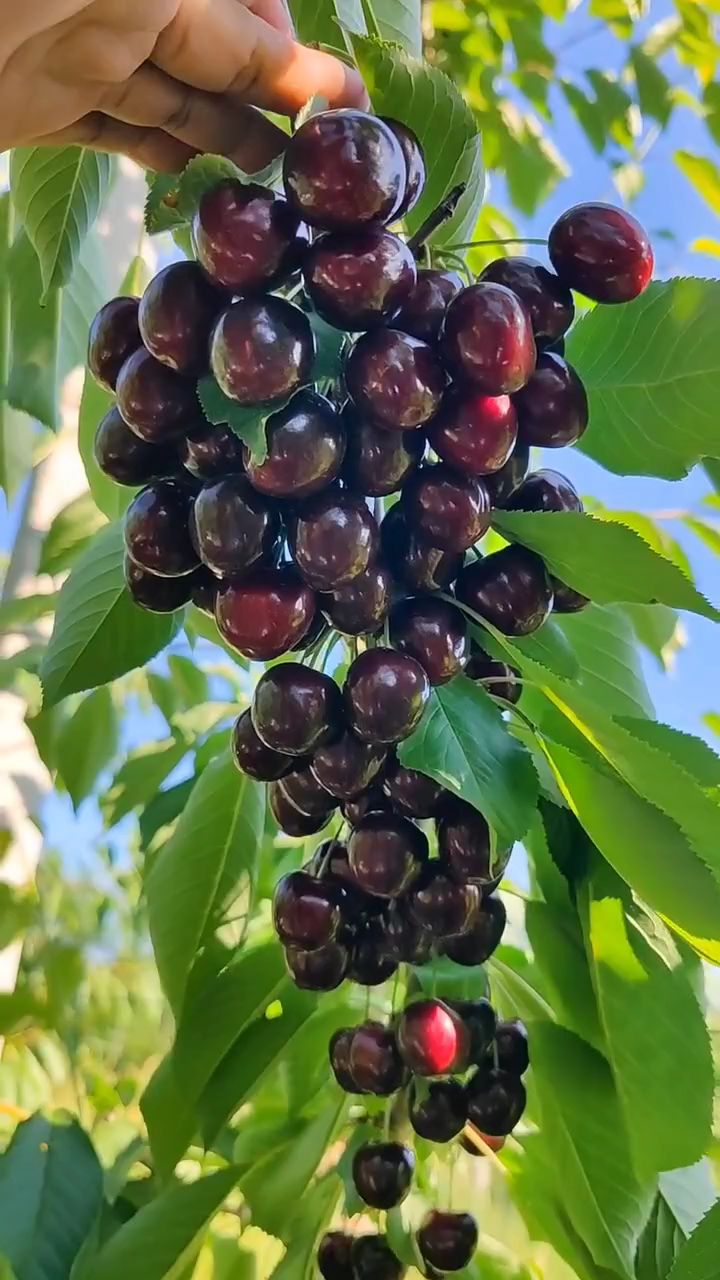 什么樱桃品种值得发展,看看科迪亚大樱桃可以吗,矮化科迪亚大樱桃苗