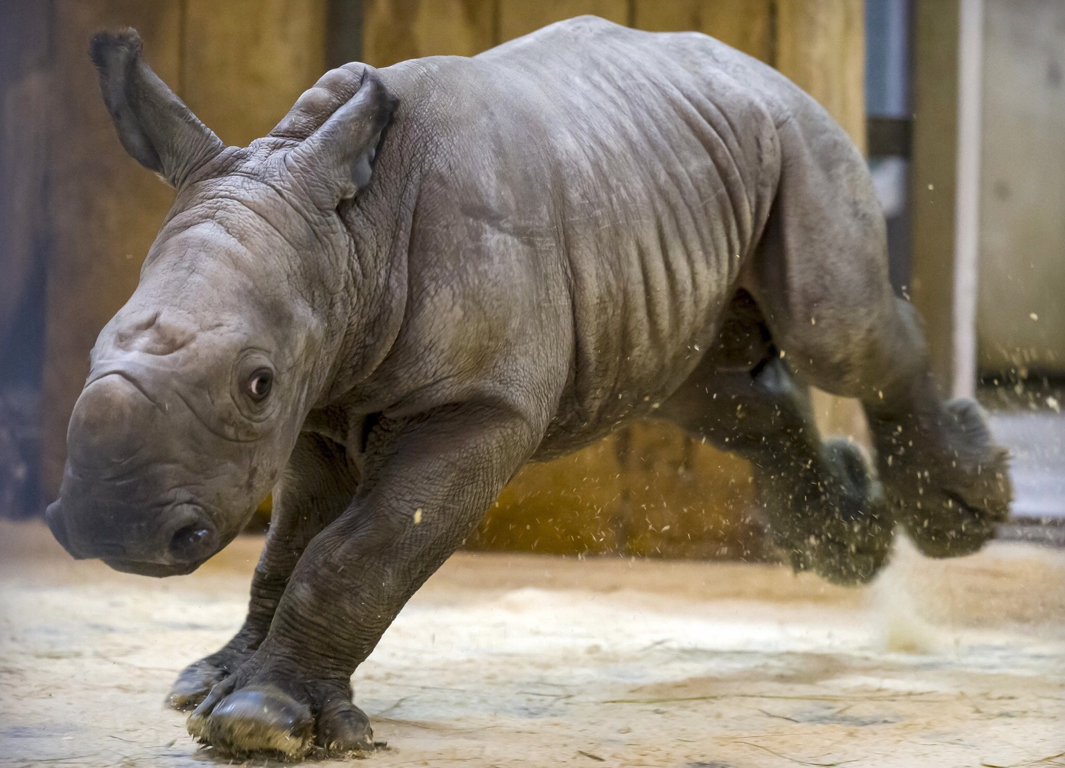 南非犀牛盗猎有所回升,跨境执法合作待强化