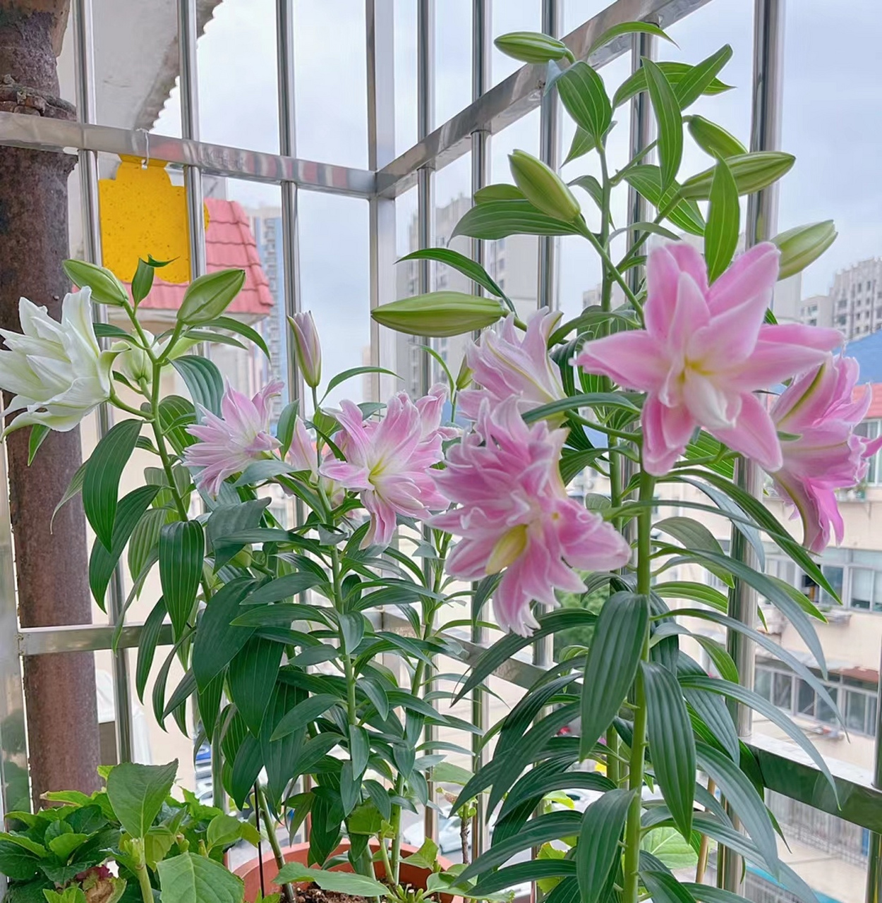 哇塞,这个品种的百合花真的好好看,好仙好仙呀,爱了爱了.