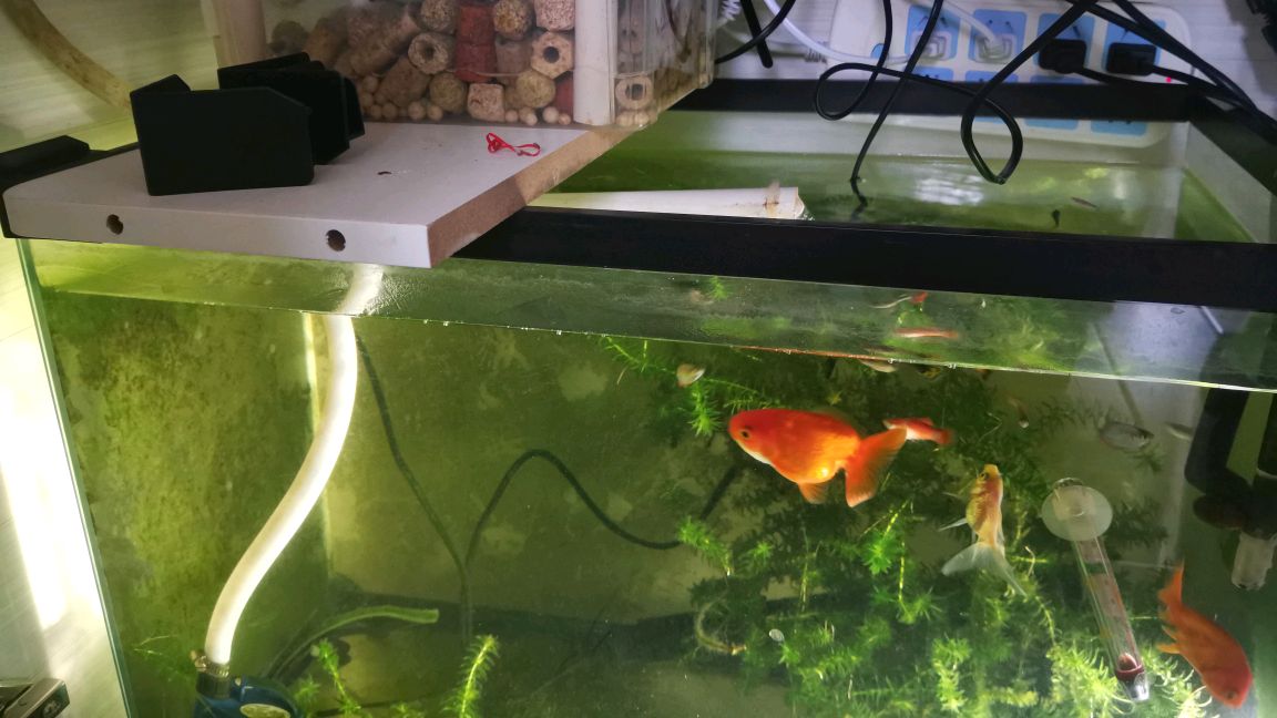 新手避坑讲解各过滤的优缺点挑出最适合自己鱼缸的过滤