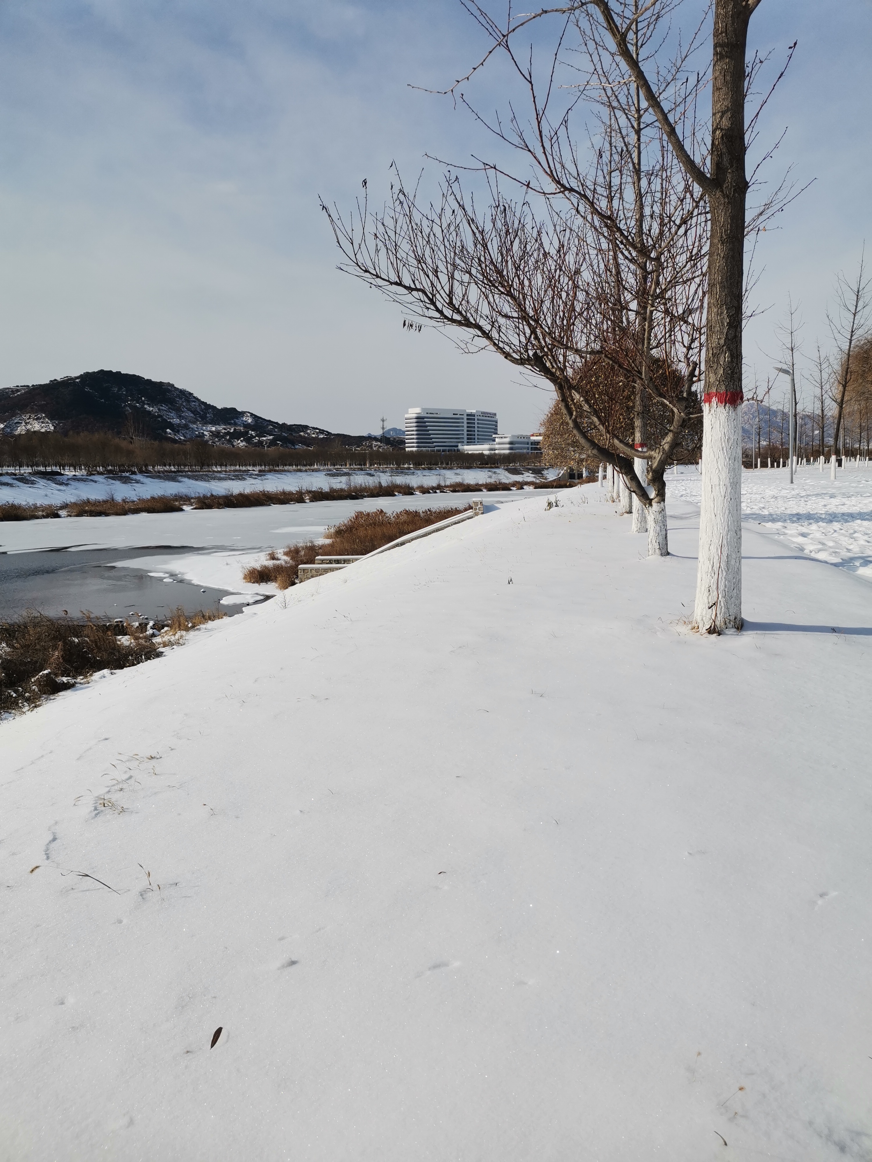 整座城市都白了头楼顶树梢草坪上到处是晶莹剔透的雪景美极了