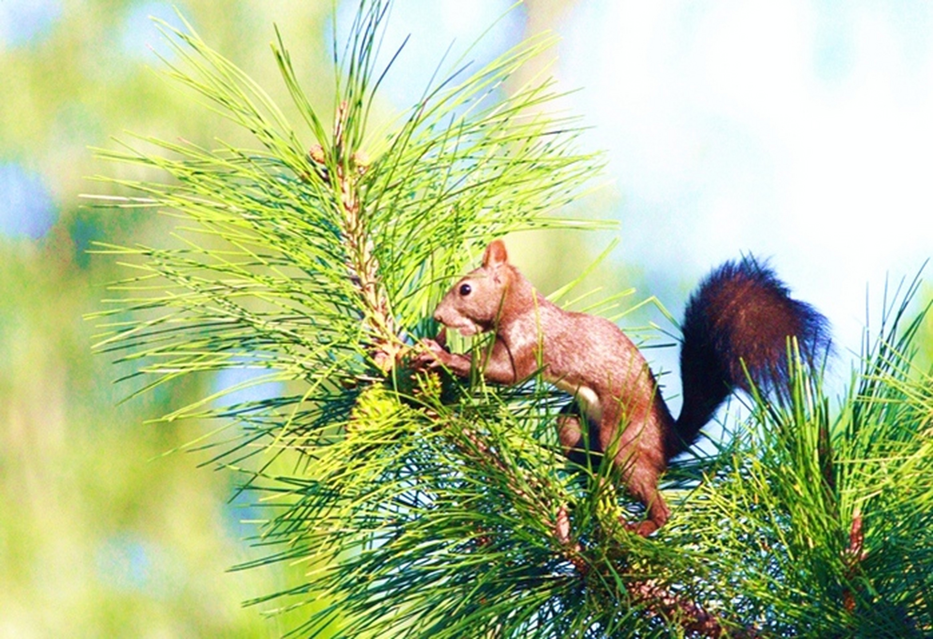 阳光明媚,一只小松鼠站在松树枝头,摘松果,只见它,动作熟练,十分麻利.