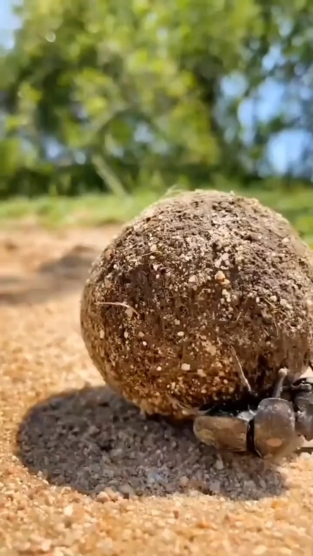 勤勤恳恳的屎壳郎,粪球比自己的身体都大-度小视