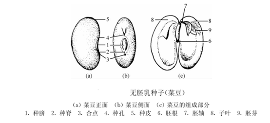 植物的种子有哪些?图片