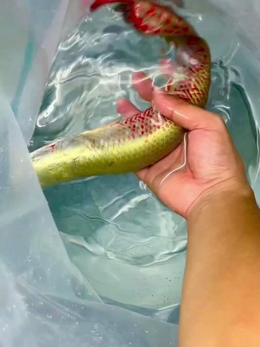 大型巨猛 大缸必备 越大越红,越大越漂亮