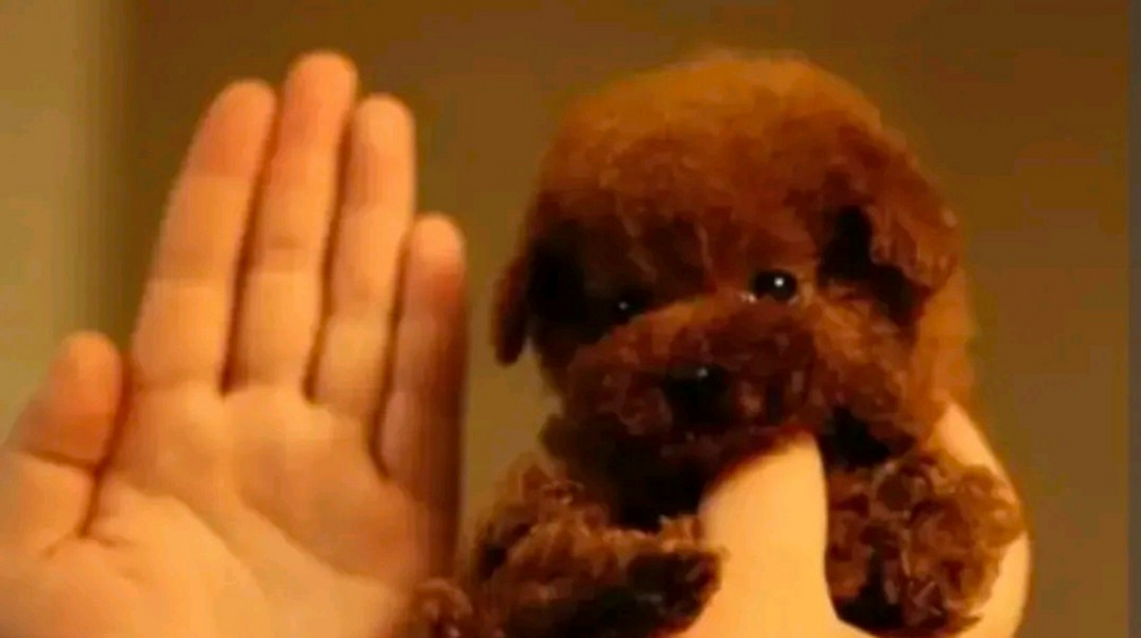 一8岁男孩逗玩女子的茶杯犬,不慎把它掉在地上,造成茶杯犬当场死亡