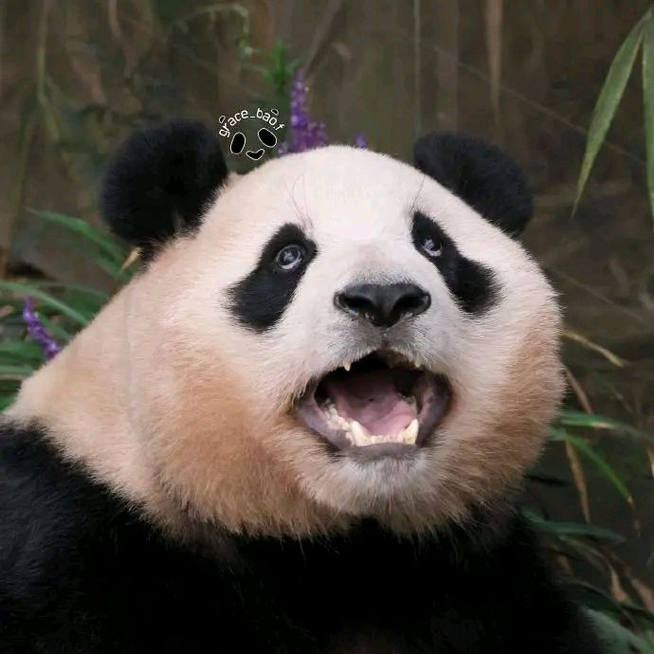 张大嘴熊猫表情图片