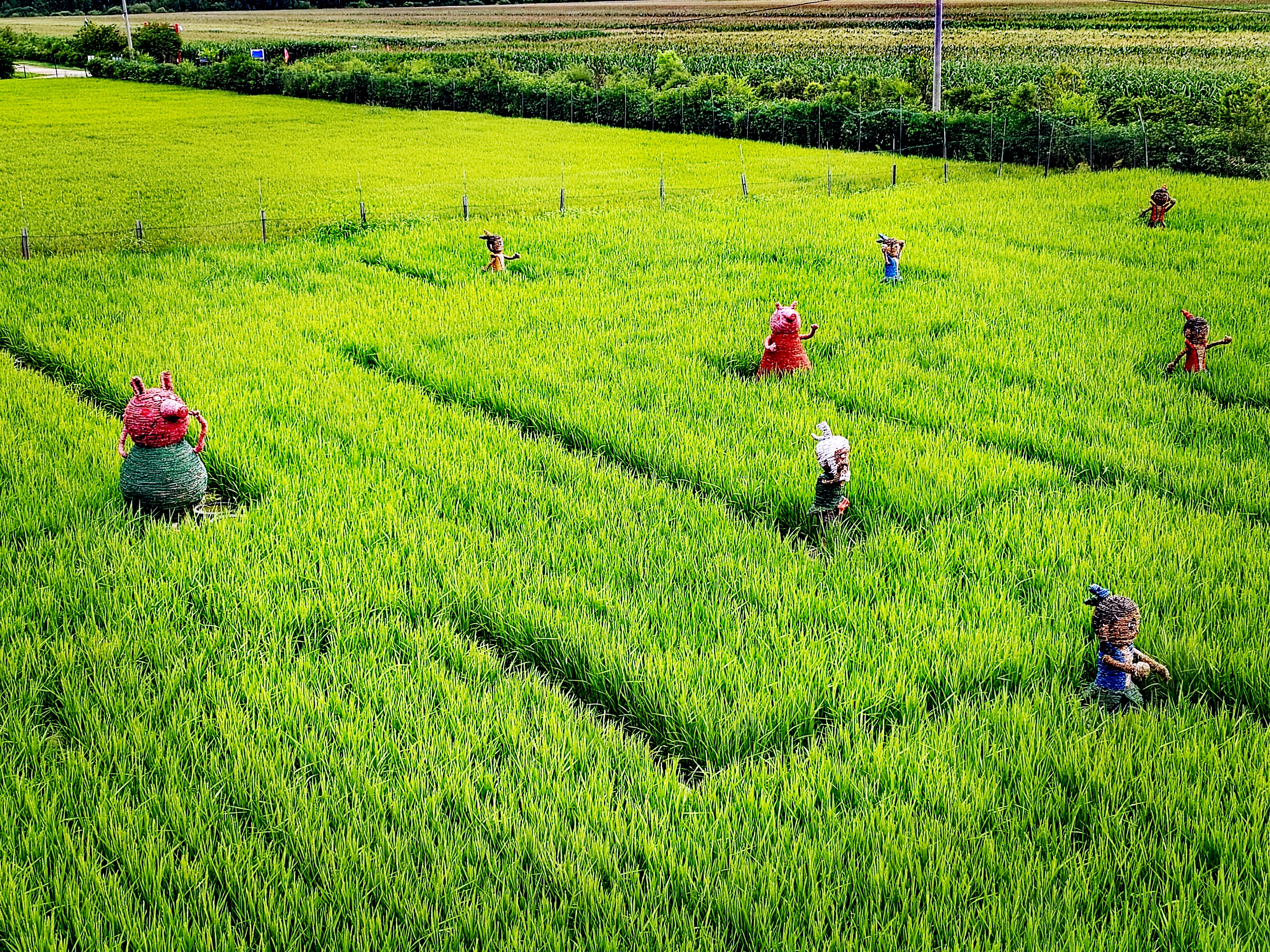 「走走拍拍61东北」雨后稻田美如画