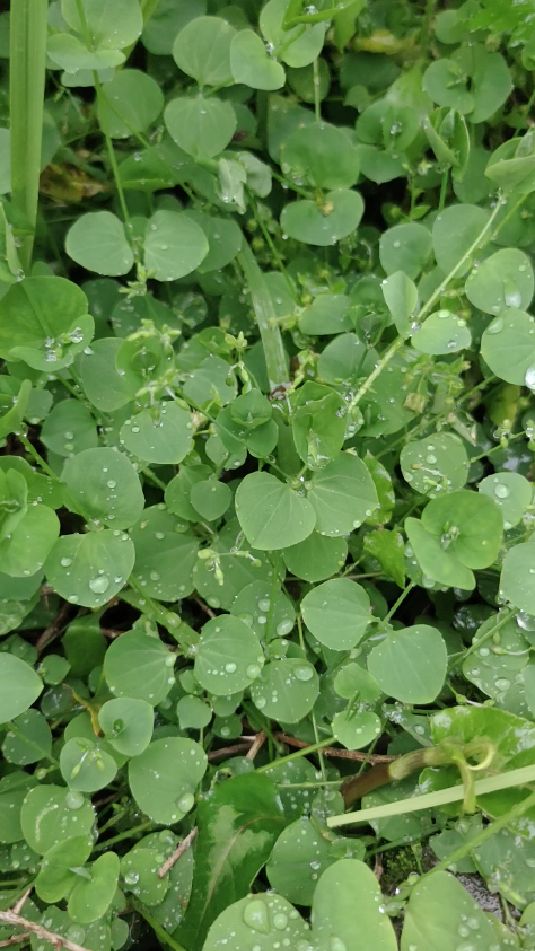 野生的荷莲豆草