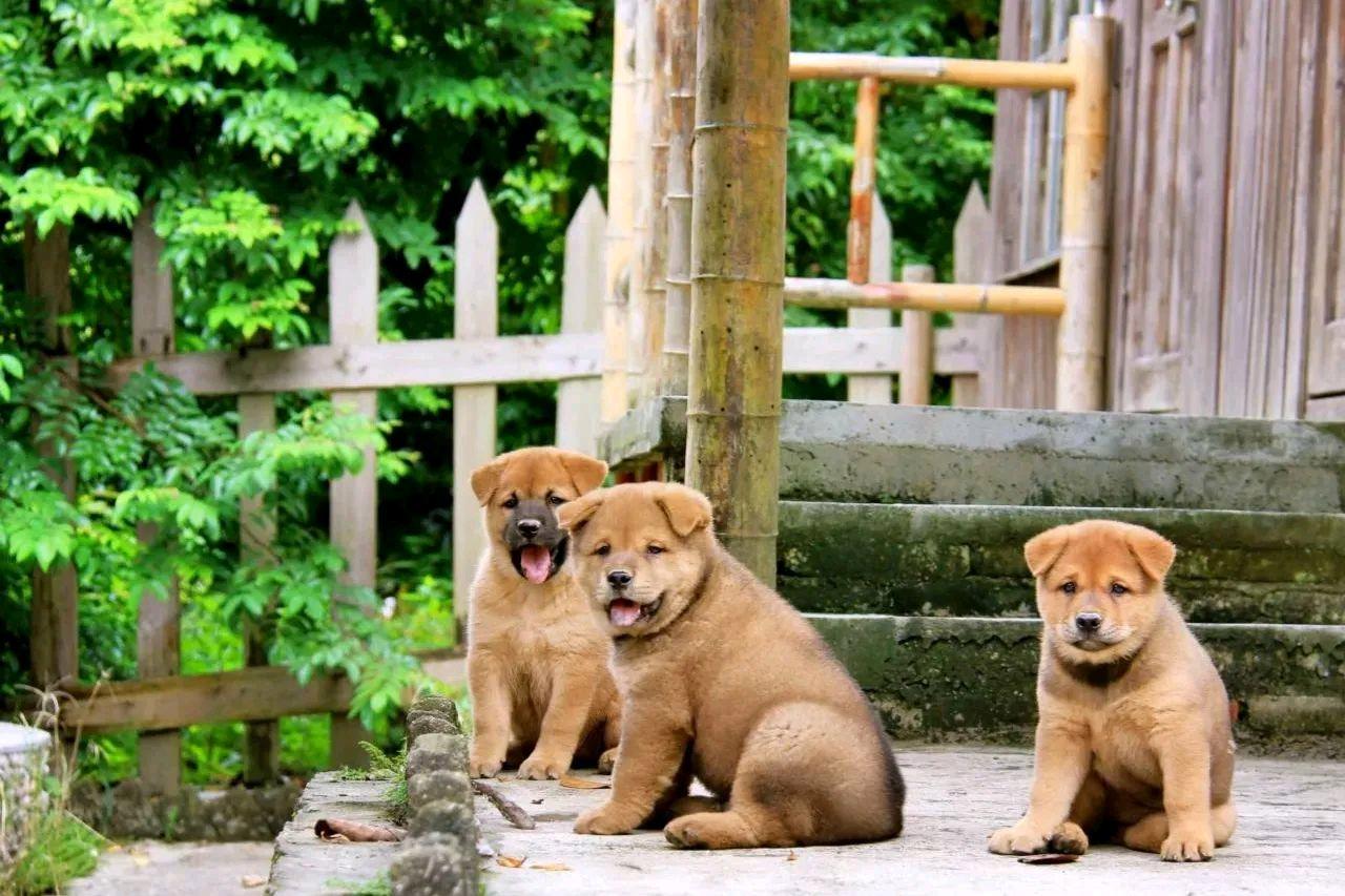 依山傍水鸡犬相闻图片