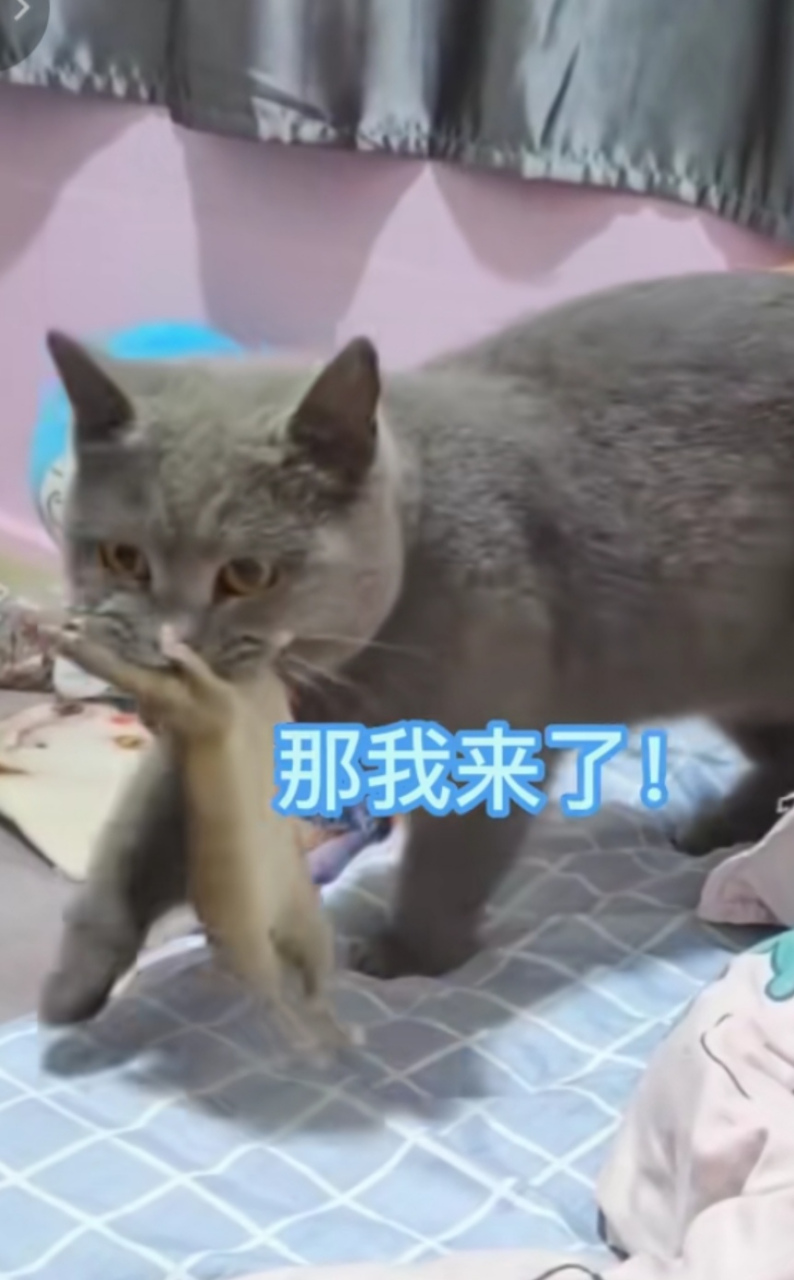 猫咪叼来老鼠投喂给主人,主人:说了很多次我不吃老鼠.
