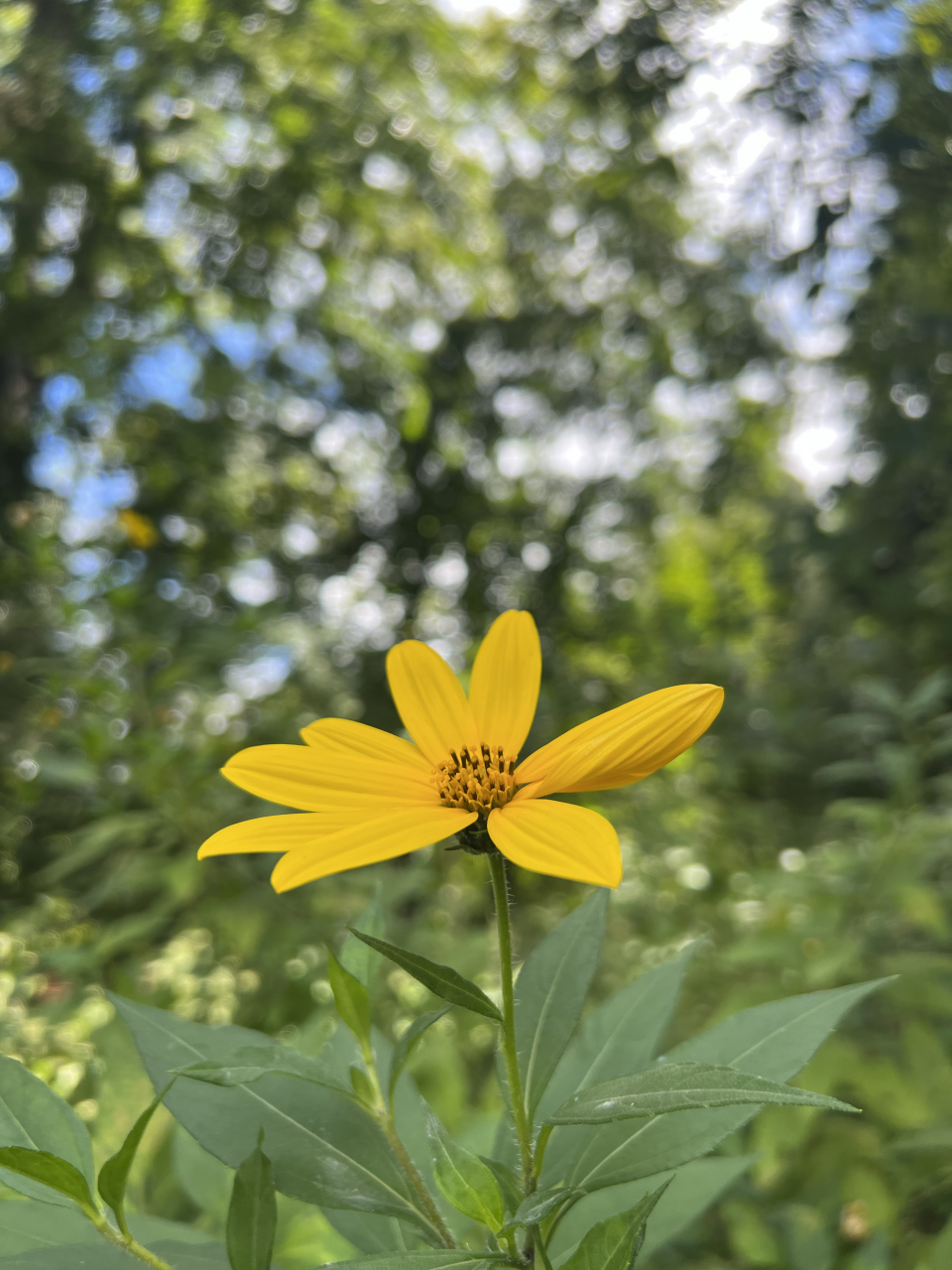 秋天的野外 一大丛黄色的野菊花开得热烈而奔放.