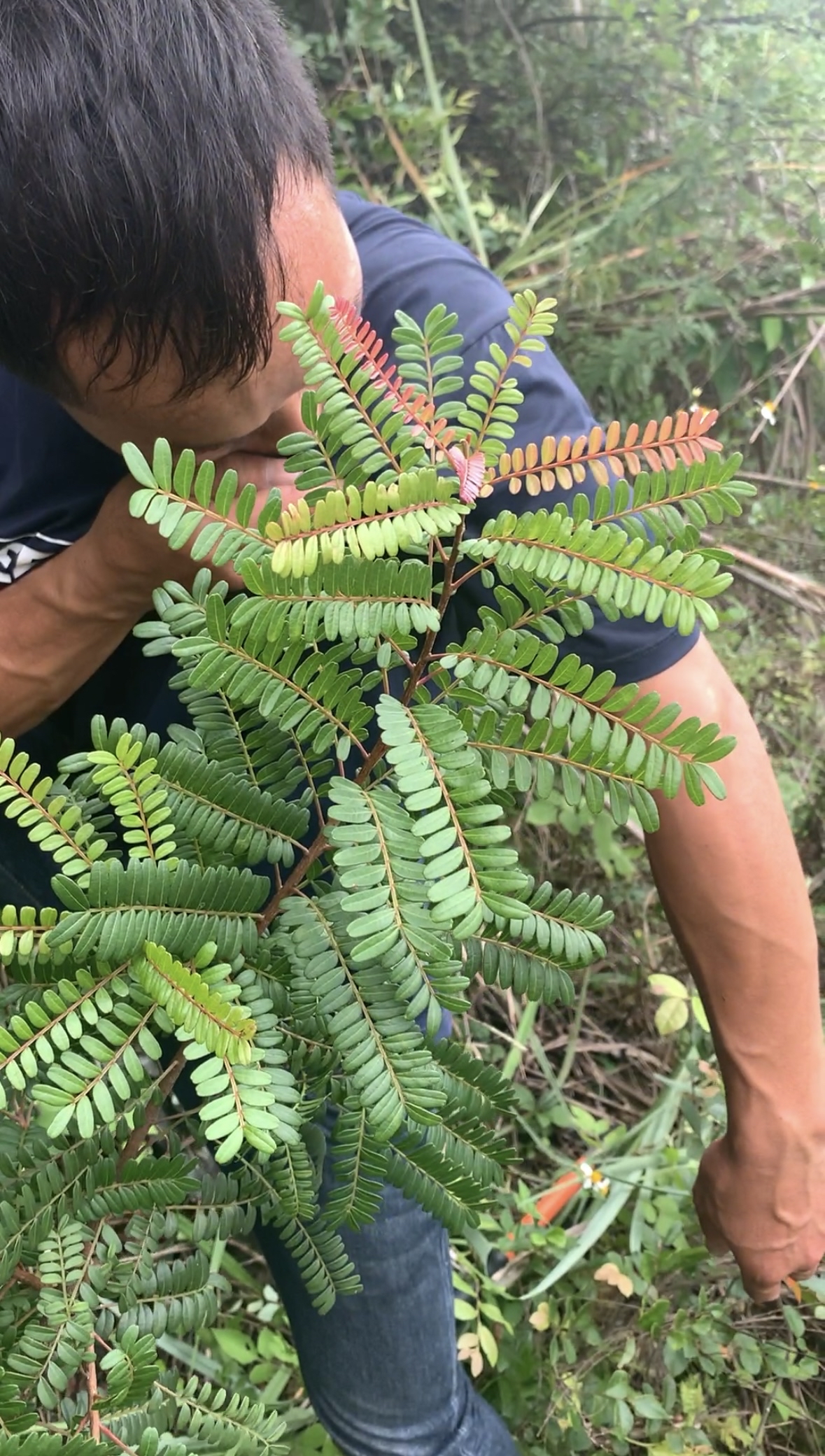 今天发现了一棵清香木 清香木是漆树科黄连木属的灌木或小乔木植物因