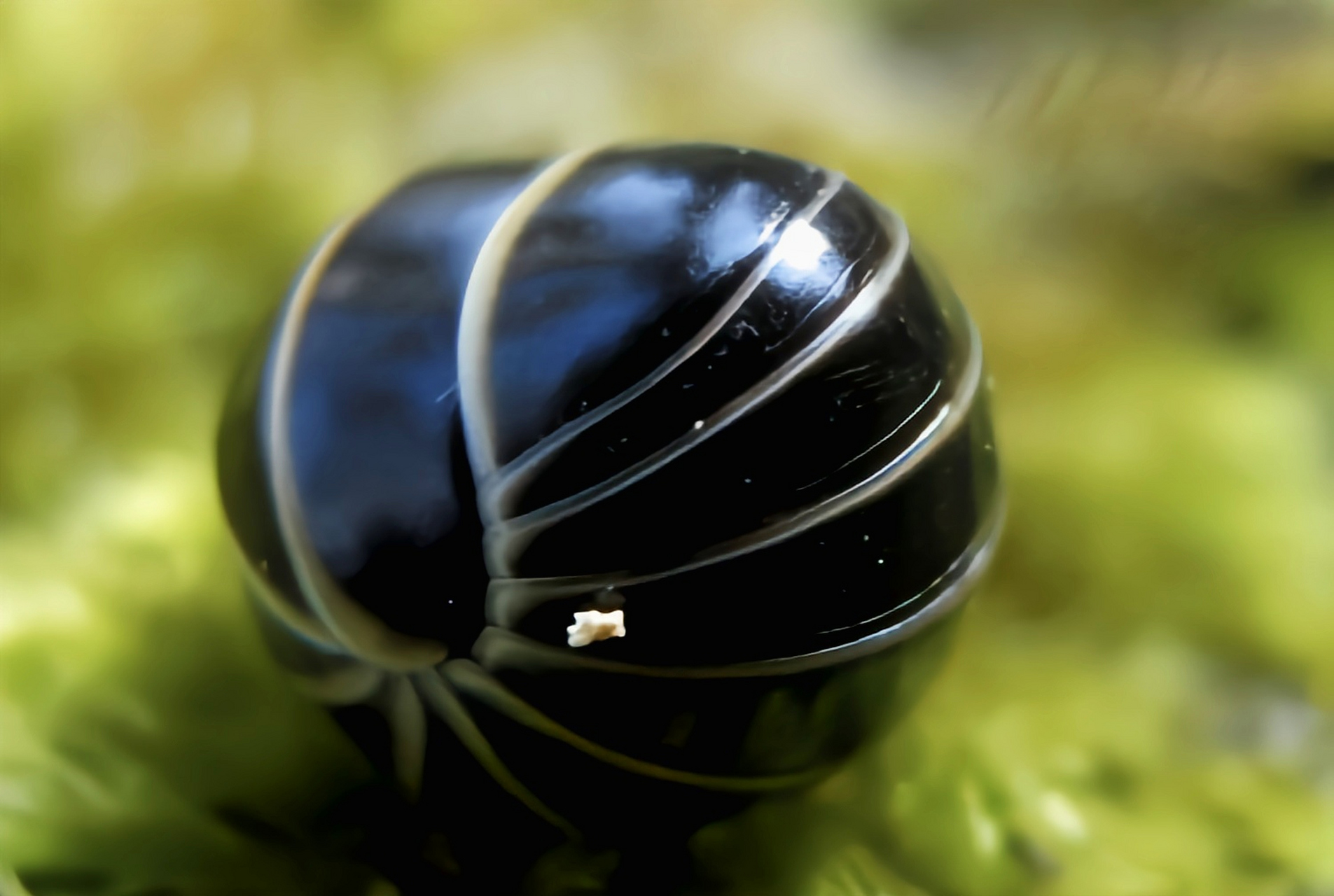 每天认识一种动物——黑球马陆 黑球马陆别名黑蟠马陆,原产于欧洲.