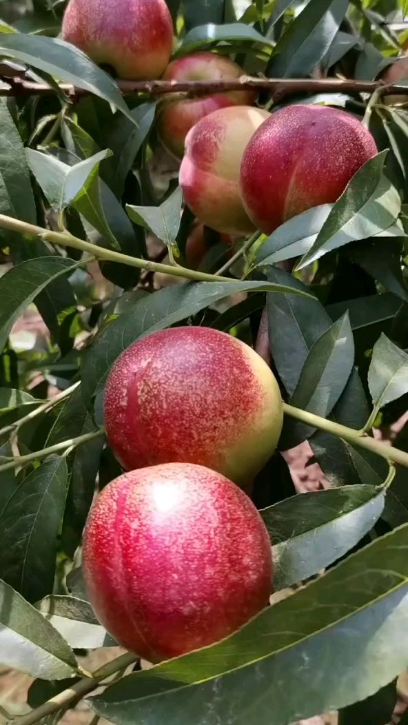 珍珠2号枣油桃苗(珍珠2号枣油桃苗)-度小视