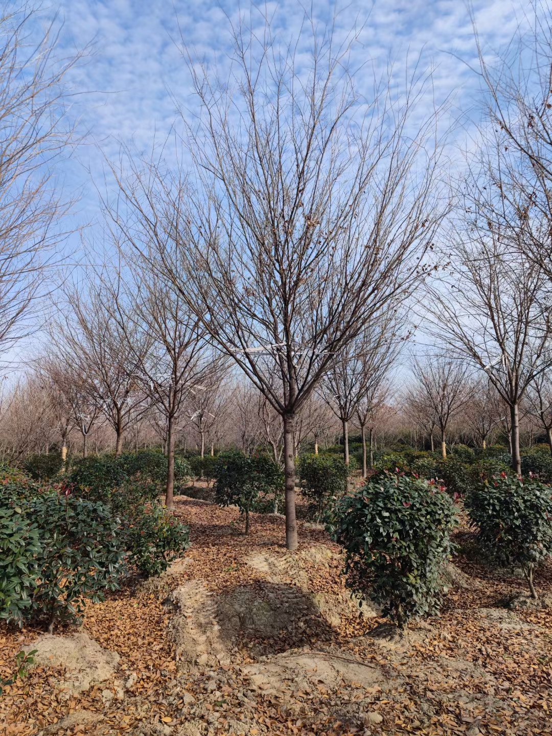 榉树最新价格表-榉树多少钱-榉树最新报价表-榉树价钱