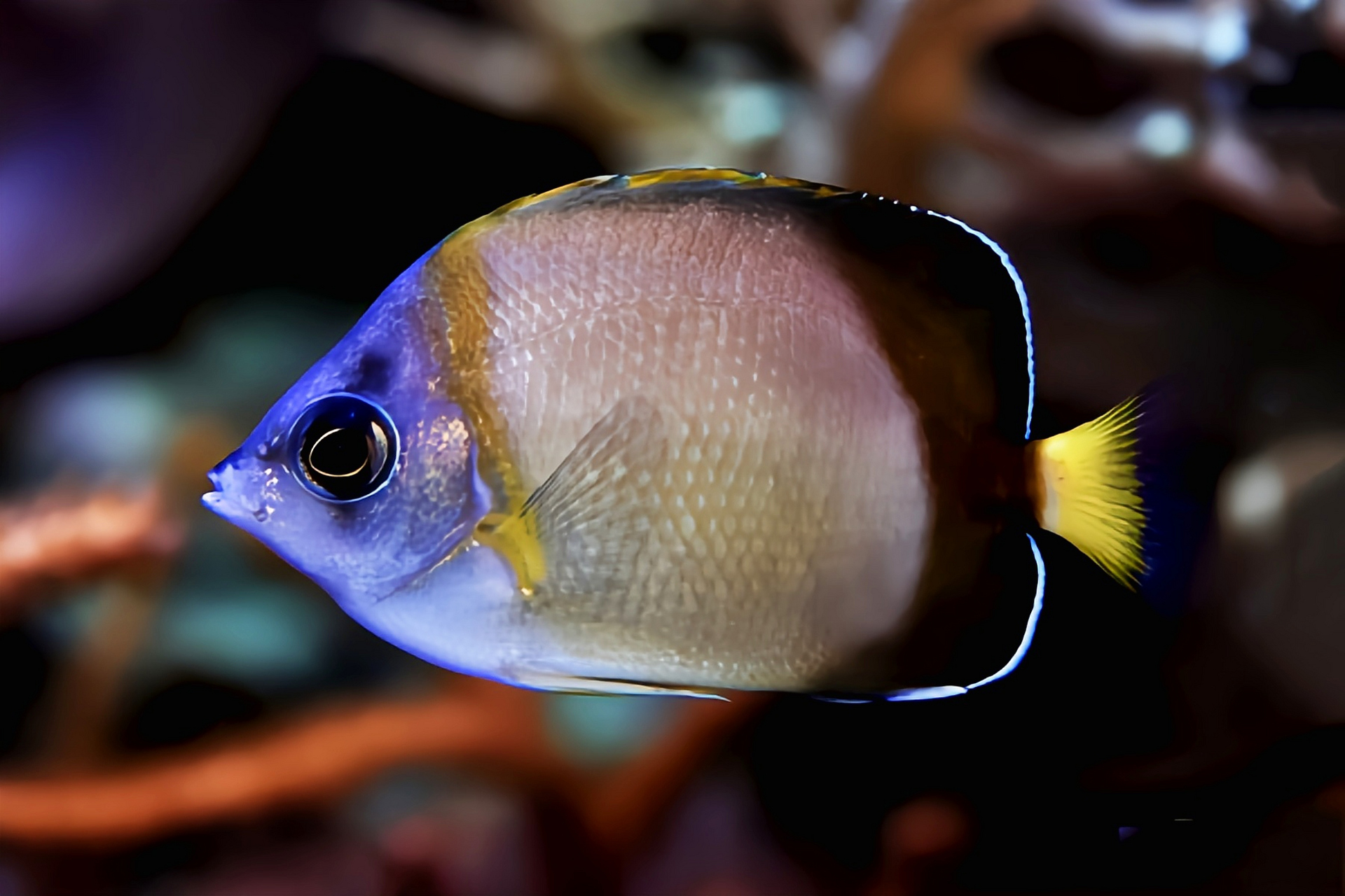 每天认识一种动物——暗带蝴蝶鱼 暗带蝴蝶鱼原产于太平洋西部,中国