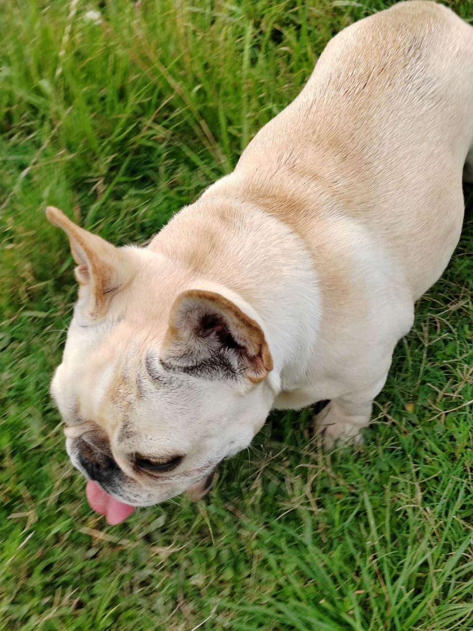 巴哥犬写真摄影图片