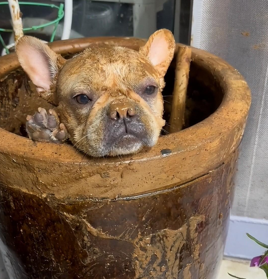 自家狗狗不慎掉入大酱缸,妈妈崩溃大哭,网友:你不懂老人的心!